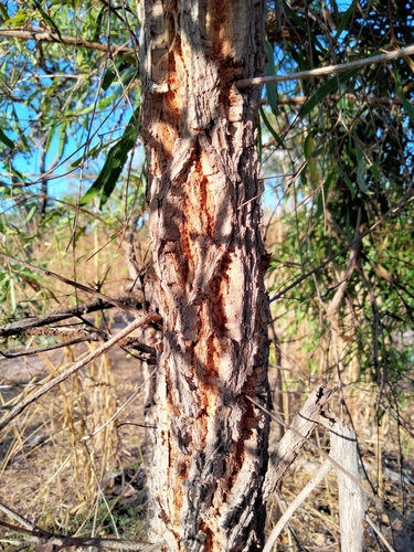 Terminalia grandiflora
