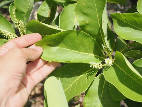 Terminalia melanocarpa
