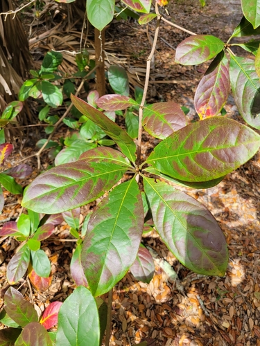 Terminalia muelleri