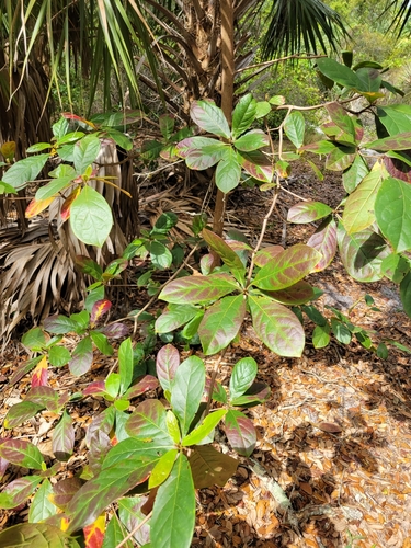 Terminalia muelleri