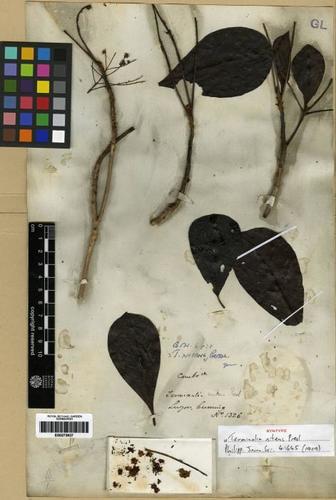 Terminalia nitens