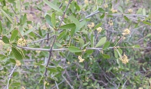 Terminalia oblongata