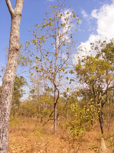 Terminalia platyphylla