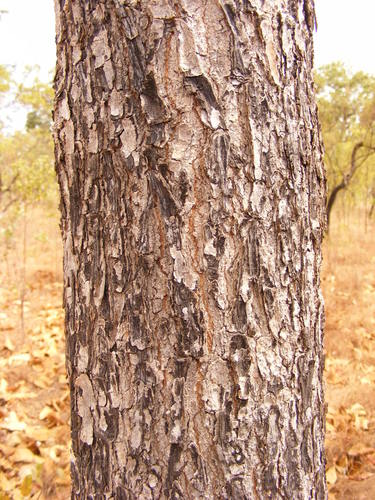 Terminalia platyphylla