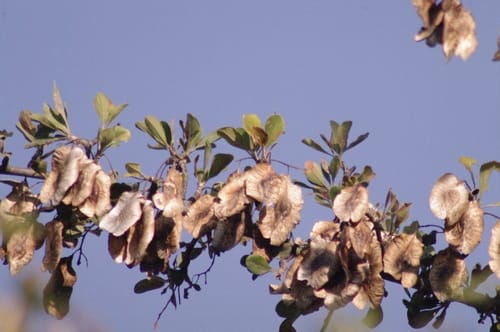 Terminalia prunioides