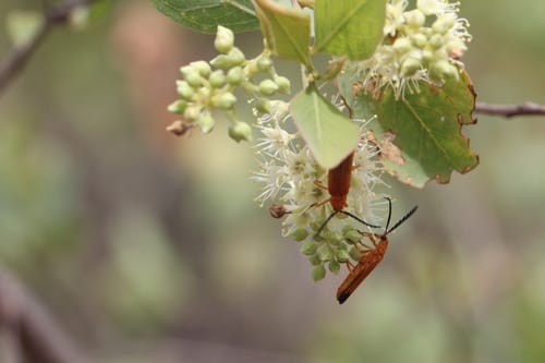 Terminalia pterocarya