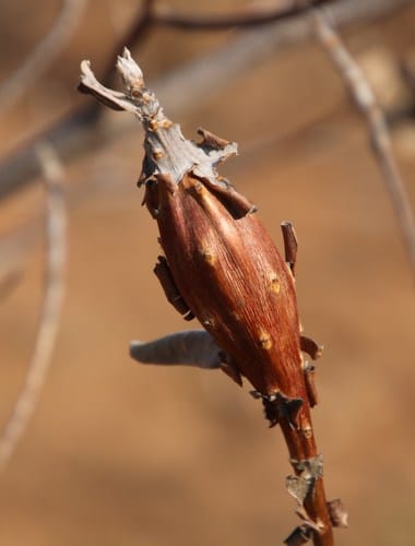 Terminalia sericea