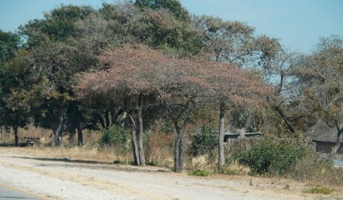 Terminalia sericea