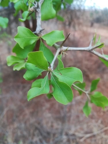 Terminalia spinosa