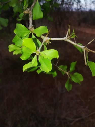 Terminalia spinosa