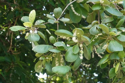 Terminalia subacroptera