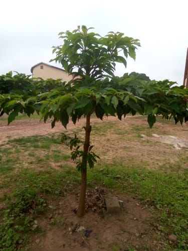 Terminalia superba