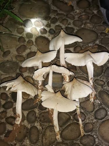 Termitomyces medius