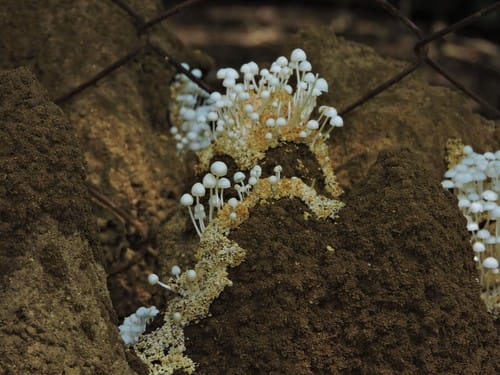Termitomyces microcarpus