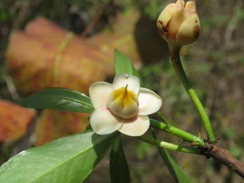 Ternstroemia lineata