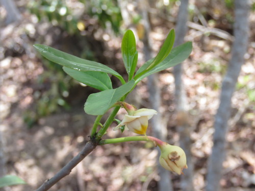 Ternstroemia lineata