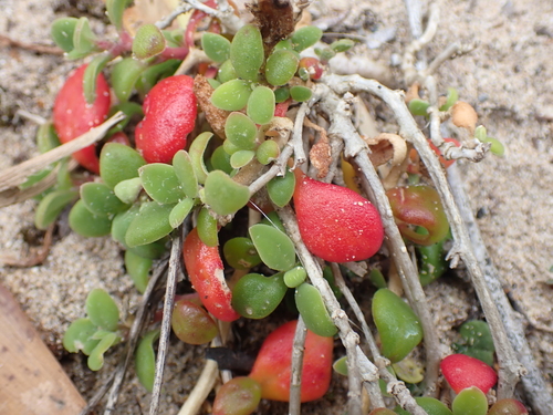 Tetragonia implexicoma