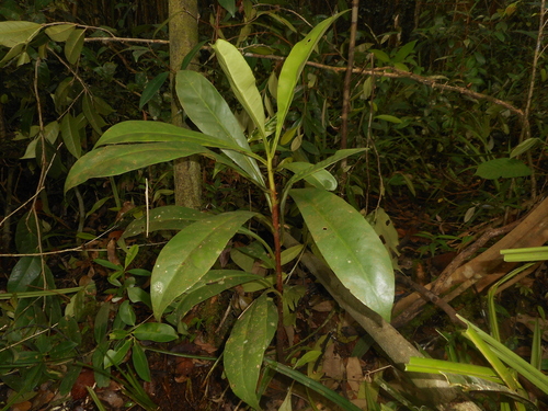 Tetrameristaceae