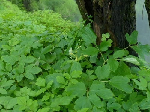 Tetrataenium grande