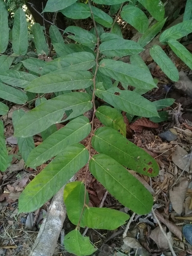 Tetrathylacium macrophyllum