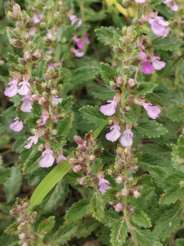 Teucrium chamaedrys subsp. sinuatum
