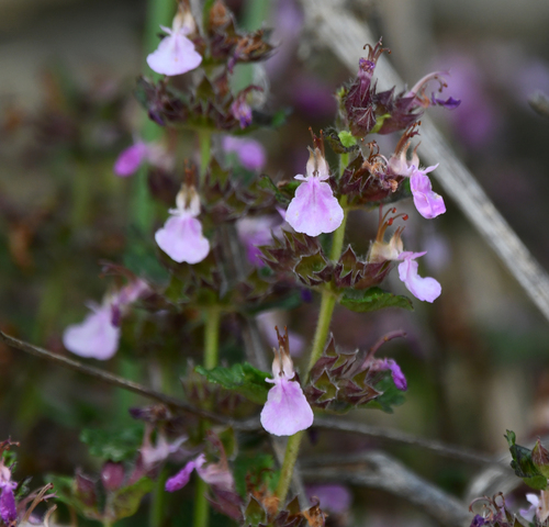 Teucrium chamaedrys subsp. sinuatum