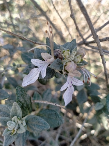 Teucrium fruticans