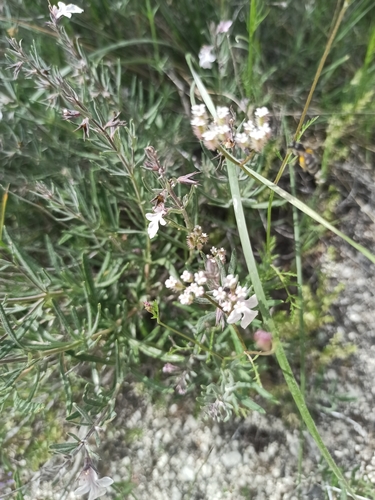 Teucrium multicaule