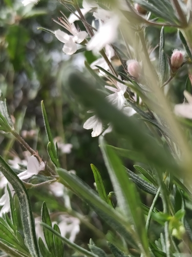 Teucrium multicaule