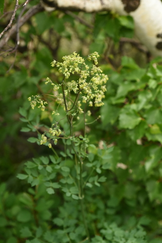 Thalictrum minus