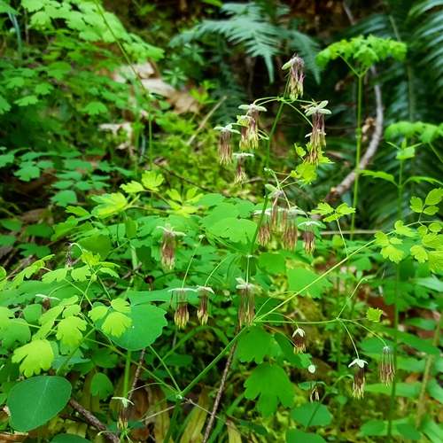 Thalictrum occidentale