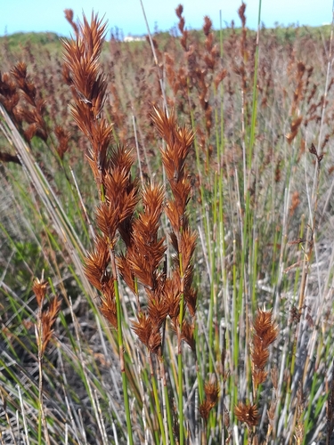 Restionaceae