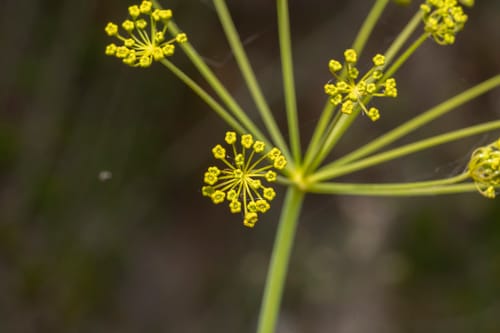 Thapsia asclepium