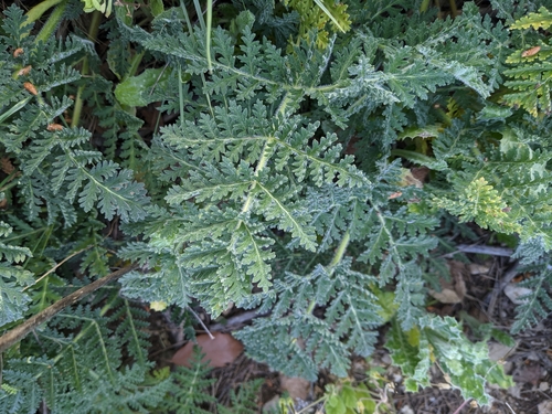 Thapsia villosa