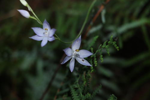 Thelymitra fragrans