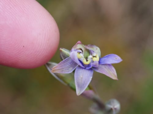 Thelymitra pauciflora