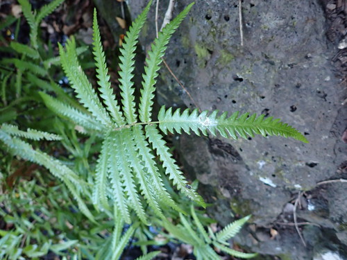 Thelypteris gongylodes