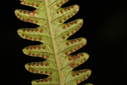 Thelypteris opulenta