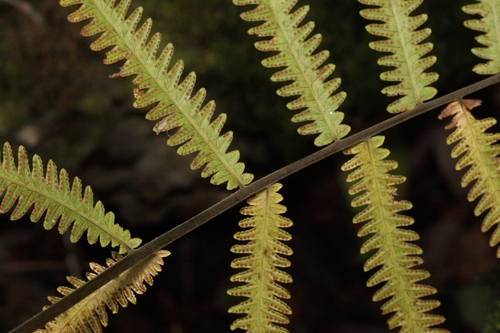 Thelypteris opulenta