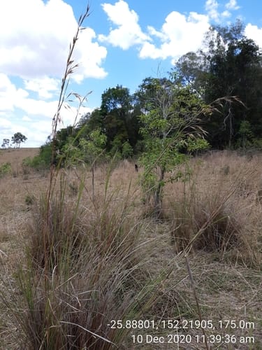 Themeda avenacea