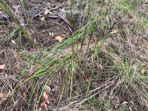 Themeda triandra