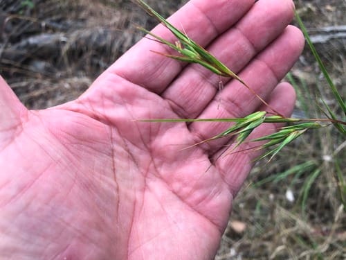 Themeda triandra