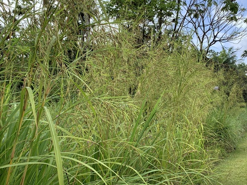 Themeda villosa