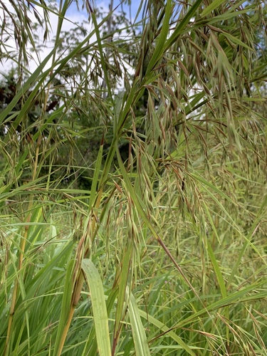Themeda villosa
