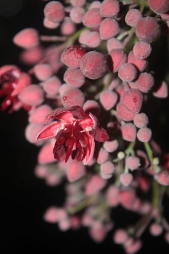 Theobroma glaucum