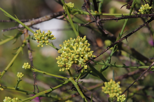 Thesium strictum