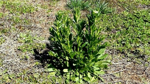 Thlaspi arvense