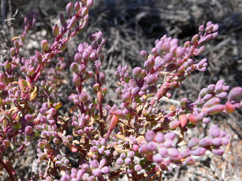 Threlkeldia diffusa