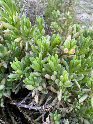 Threlkeldia diffusa