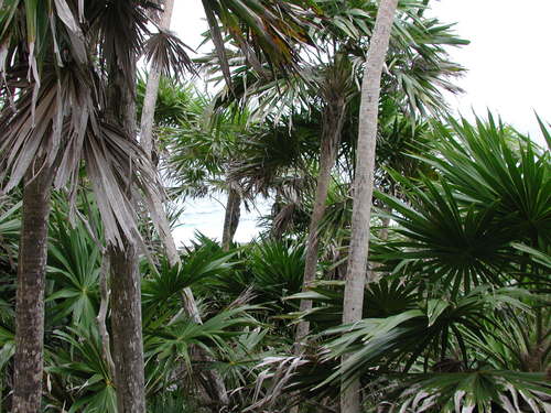 Thrinax radiata